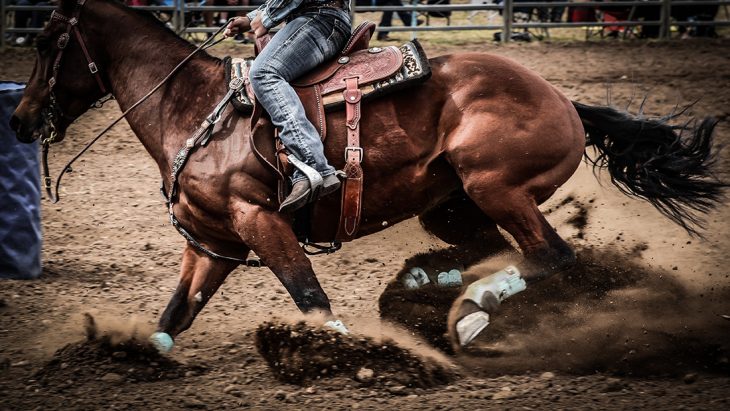 American Quarter Horse